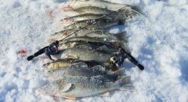 Fish caught while ice fishing