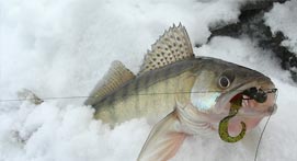 What to Bring when ice fishing on Saginaw Bay