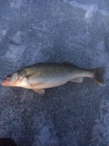 River Fishing For Walleye and Salmon