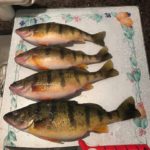 Jumbo perch caught in Saginaw Bay