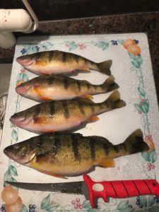 Jumbo perch caught in Saginaw Bay