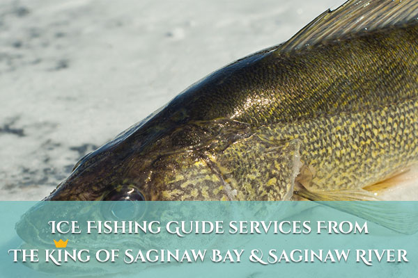 Saginaw bay walleye