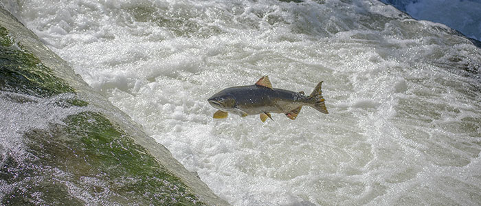 Coho Salmon Fishing Guides In Michigan