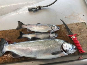 Freshly Caught Coho Salmon