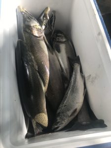 Salmon Fishing