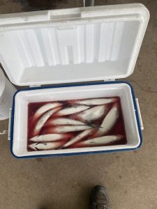 Cisco Fishing