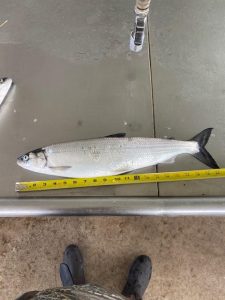 Grand Traverse Bay Guide