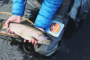 lake trout